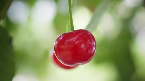 Bright Red Cherries Hanging on Tree Branch