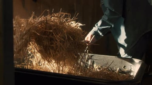Crop Farmer Throwing Hay From Wheelbarrow