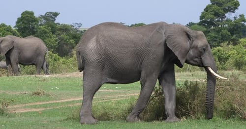 Afrikanischer Elefant, loxodonta africana, Erwachsener isst den Busch, Masai Mara Park in Kenia, Echtzeit 4K
