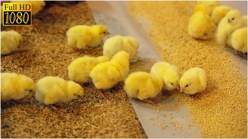 Küken auf dem Bauernhof beim Essen
