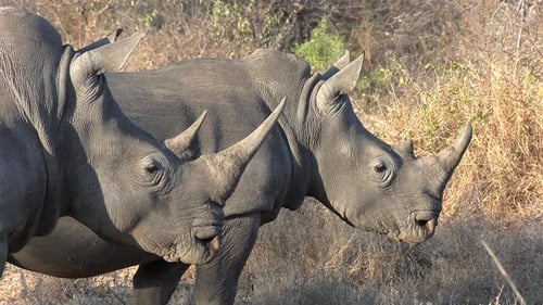 Majestätische Side-by-Side-Profilaufnahme von zwei südlichen weißen Nashörnern an einem sonnigen Tag in der Wildnis Afrikas.