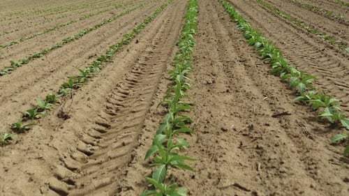 Setzlingfarm