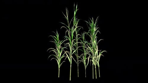 Corn Plant