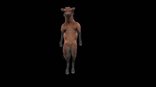 Dancing Brown Foal on Hind Legs 3D Animation