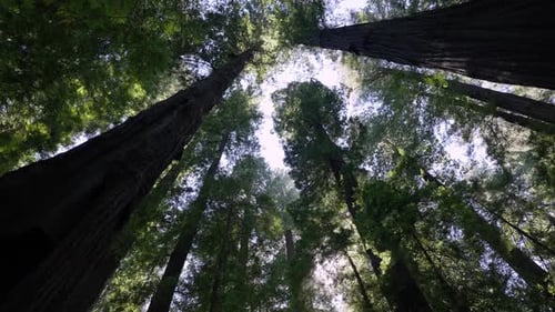 Path In Redwood Forest