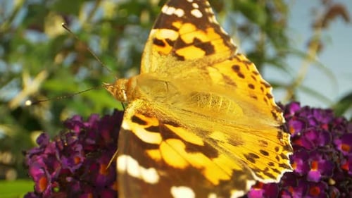 Macro Shot of Yellow Monarch Butterfly and Defocused of Plants in Background