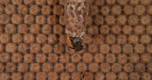 |European Honey Bee, apis mellifera, Emergence of a Queen, Bee Hive in Normandy, Real Time 4K
