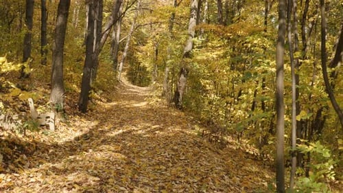 Walking through the forest by autumn POV 4K footage