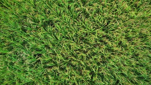 4K Aerial view of agriculture in rice fields for cultivation.