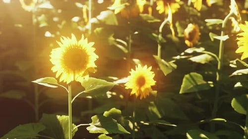 Field of Blooming Sunflowers on Sunset