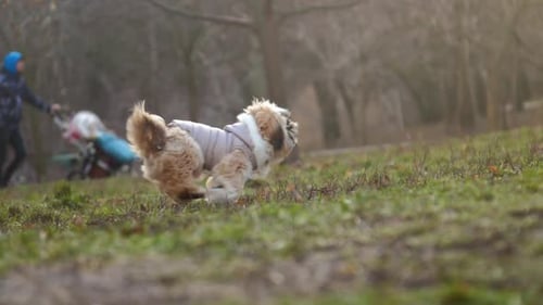 Fuzzy Shitzu Puppy Runs To Girl Owner in Park Closeup