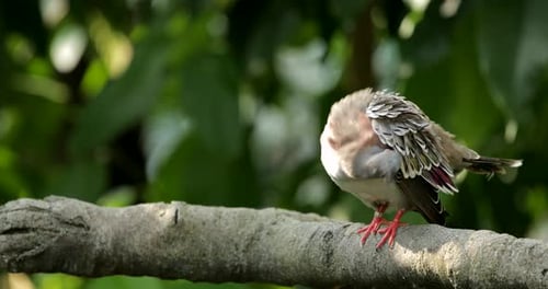 Pink neck green pigeon in the zoo park