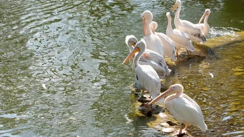 Fed pelican. White pelicans look for food by the water.