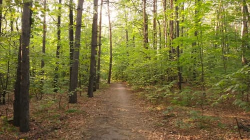 Forest Path