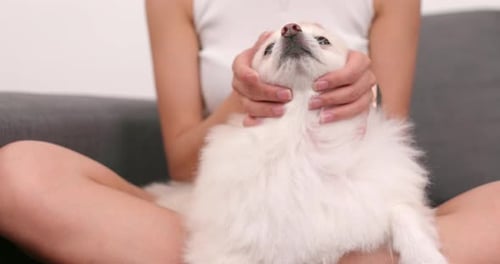 Woman Cuddling Her Fluffy White Dog on Couch