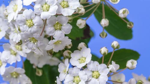 Lapso de tiempo que florece en flor de jazmín blanco