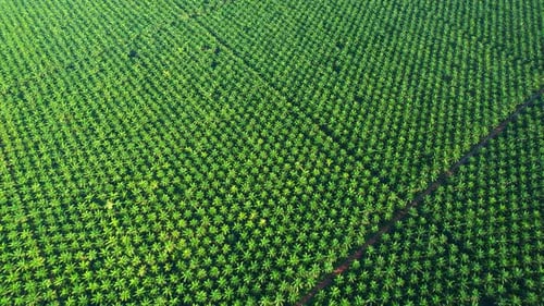 Aerial drone video of palm oil plantation
