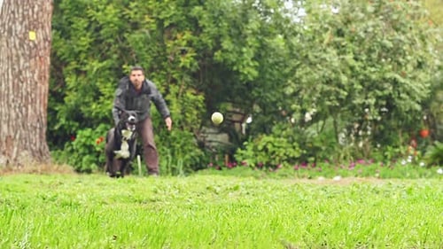 Superzeitlupe eines schwarzen Hundes, der einen Tennisball fängt