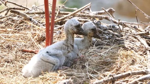 Baby Birds Resting Together in a Nest