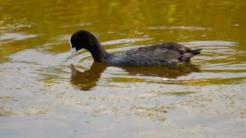 Blässhuhn im Teich schwimmen