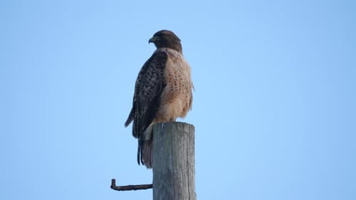 Hawk Perched on a Wooden Post Against Blue Sky