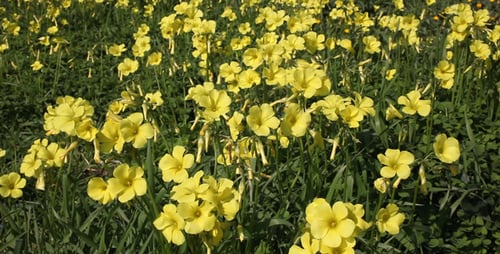 Field of Vibrant Yellow Wildflowers Blooming in Spring