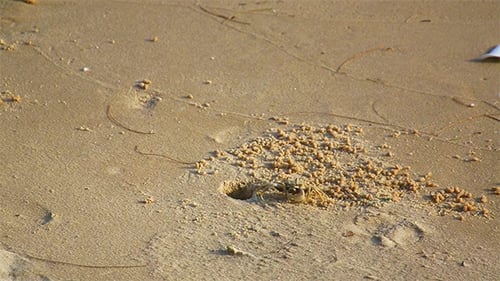 Crab Hole