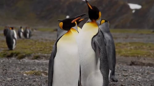 King Penguins On South Georgia Island