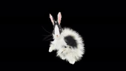 Cute Animated Dancing Rabbit with Alpha Channel