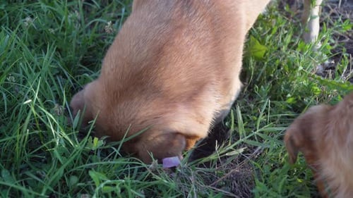 Tan Puppies Exploring in Green Grass