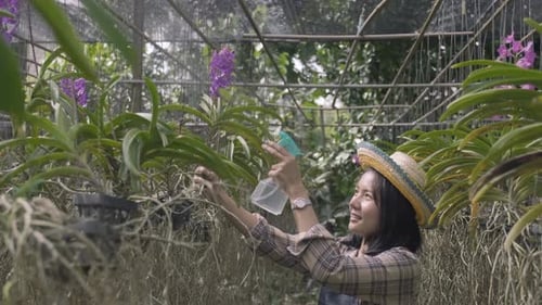 Woman Watering Beautiful Orchids in a Greenhouse