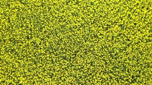 Rapeseed Field 17