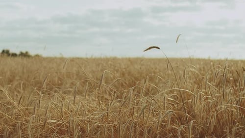 Des épillets de blé mûrs dans un champ au Ralenti par temps nuageux