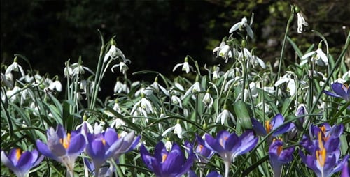 Snowdrops & Crocuses - Spring Flowers - 125