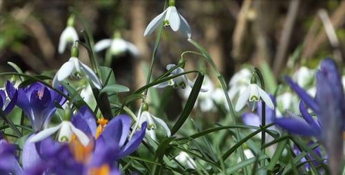 Snowdrops & Crocuses - Spring Flowers - 126