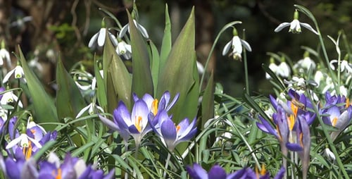Snowdrops & Crocuses - Spring Flowers - 129