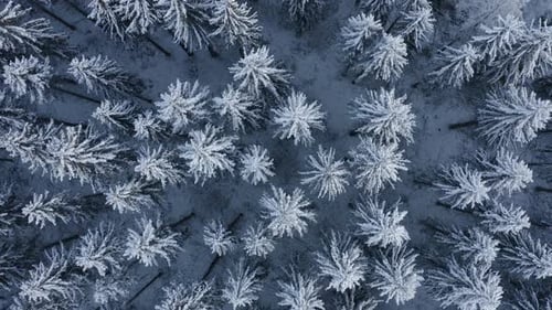 Aerial, top down, drone shot, over snow covered trees, finnish forest, on a cloudy, winter day, in F