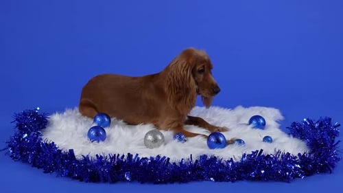 English Cocker Spaniel Posing in Studio on Blue Background