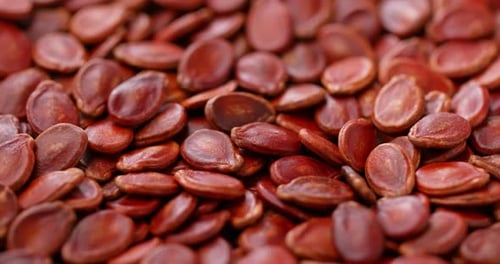 Stack of dry red melon seed for lunar new year