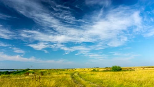 Meadow.