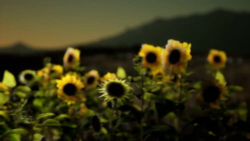 Sunflower Field on a Warm Summer Evening