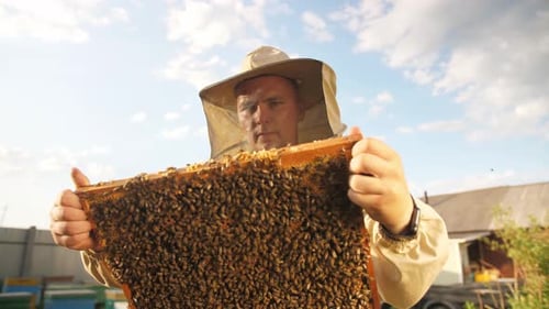 Beekeeper Looks Frame From a Bee Hive for Honey