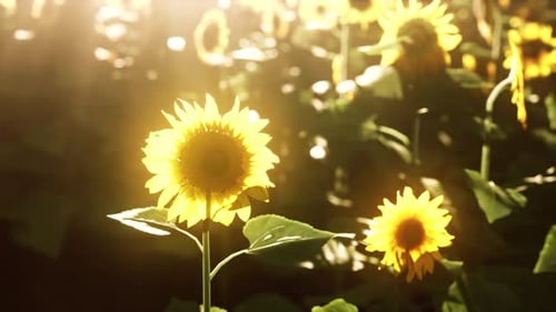 Field of Blooming Sunflowers on Sunset