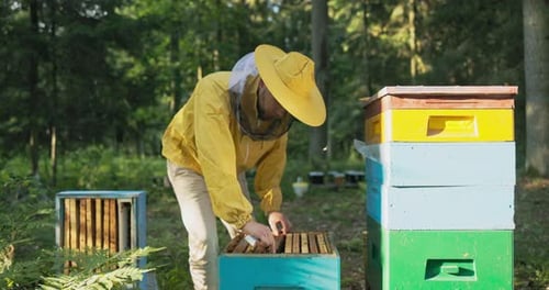 An Experienced Beekeeper Works in the Woods at an Apiary Many Hives Around Him a Man Leans Over One