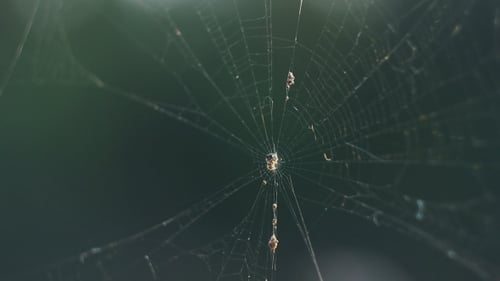 Spiderweb in Sunlight