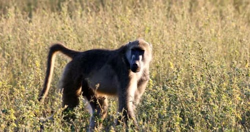 monkey Chacma Baboon in bush, Namibia Africa safari wildlife