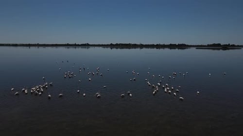 Flamingos Walking Nature Lake