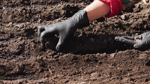 Hands Planting Seeds in Dark Soil Close Up