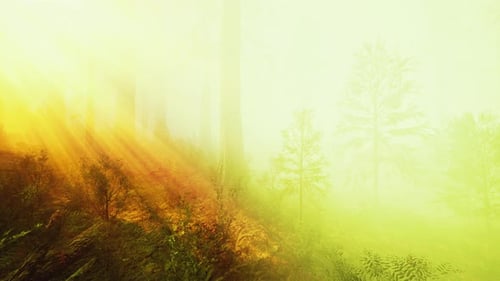 Rayons de soleil au plus profond de la forêt au printemps