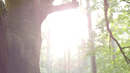 Sunshine in Forest